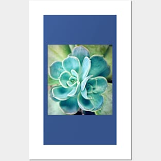 Blue Succulent Posters and Art